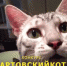 Нешуточная борьба развернулась среди участников конкурса “Мартовский кот” в ЕАО - РИА Биробиджан
