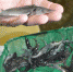 011 - GorodnaBire.Ru