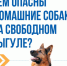 Чем опасны домашние собаки на свободном выгуле? - Администрация г. Биробиджан