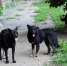 На своры безнадзорных собак жалуются жители поселков Биробиджана  - ИА Eaomedia.Ru