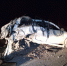 3165-800x600_1.jpg - GorodnaBire.Ru
