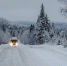 pathway-forest-covered-snow-with-truck-trees_1_1.jpg - GorodnaBire.Ru
