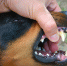 vicious-dog-showing-teeth-biting-hand_2.jpg - GorodnaBire.Ru