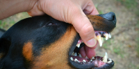 vicious-dog-showing-teeth-biting-hand_2.jpg - GorodnaBire.Ru