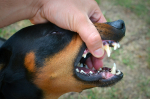 vicious-dog-showing-teeth-biting-hand_2.jpg