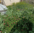 3219-800x600_1.jpg - GorodnaBire.Ru