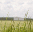 dlinnyi-peizaz-s-nesosredotocennym-domom_1_1.jpg - GorodnaBire.Ru