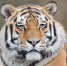 shot-tiger-laying-ground-while-watching-his-territory_1.jpg - GorodnaBire.Ru