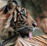 face-sumatran-tiger-sumatra-tiger-is-playing-water_1_1.jpg - GorodnaBire.Ru
