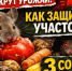 Как прогнать змей с участка безопасно и эффективно — берем бутылку и чеснок - ИА Eaomedia.Ru