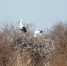 dv_aisty_na_gnezde_averin_aa_1_1.jpg - GorodnaBire.Ru