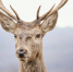 wild-deer-captured-forest_1_1.jpg - GorodnaBire.Ru