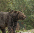 closeup-shot-grizzly-bear-smiling-with-blurred-forest_1.jpg - GorodnaBire.Ru