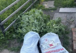 Более 160 кустов конопли изъяли у двух сельчан полицейские в Биробиджанском районе ЕАО